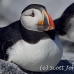 puffin_atlantic_msi_h_1874_can1496.jpg